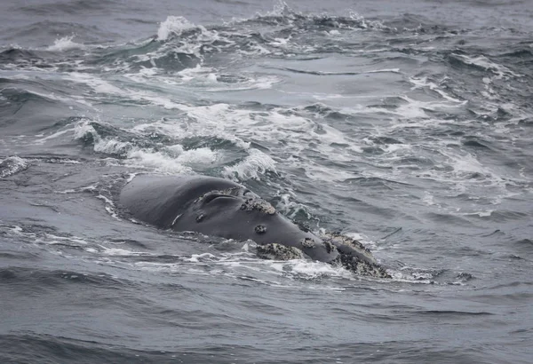 在西开普赫马努斯附近游泳的南右鲸的后面。南非. — 图库照片