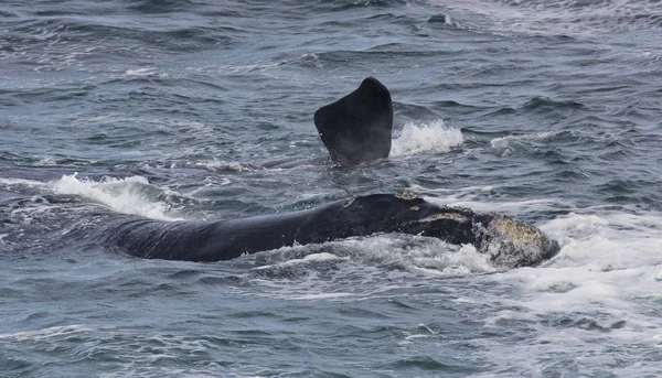 西开普赫马努斯附近游泳的南右鲸的背部和鳍。南非. — 图库照片
