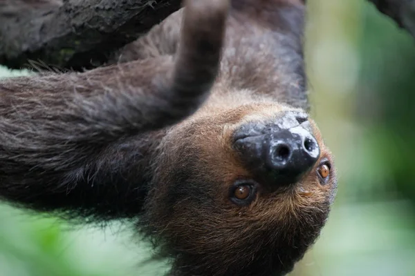 Retrato de cerca de perezoso peludo marrón con ojos amarillos y una nariz brillante mirando al revés. Zoológico de Singapur —  Fotos de Stock