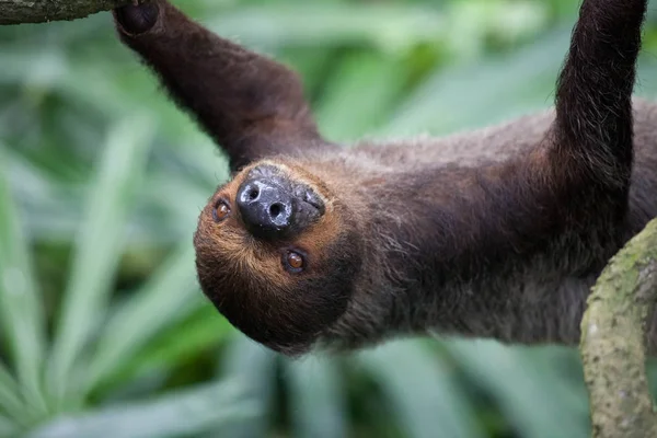 Portrait rapproché d'une paresseuse brune à fourrure aux yeux jaunes et au nez vif regardant à l'envers. Zoo de Singapour — Photo