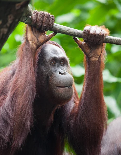 Düşünceli Orangutan portre görünümü. Orangutan portre. Orangutan yüz. — Stok fotoğraf