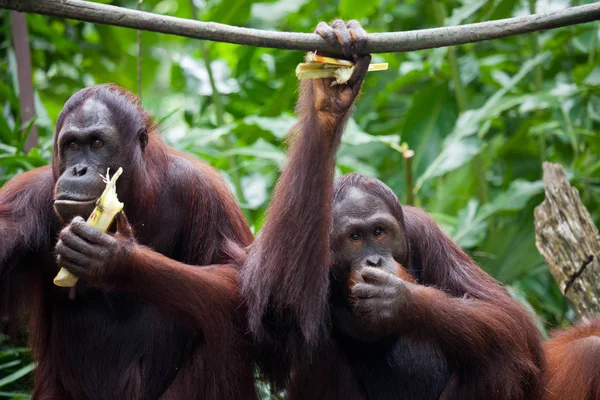Pair Orangutan portrait view. Two Orangutan sitting and eatting leaves in Singapore zoo.