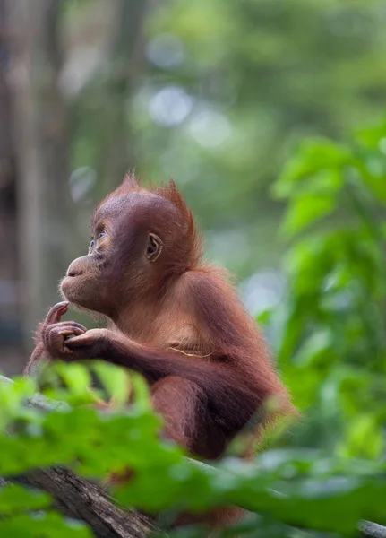 Yeşil yaprakları oturan ve ilgi ile seyir tatlı düşünceli bebek orangutan. Orangutan portre. Orangutan yüz. — Stok fotoğraf