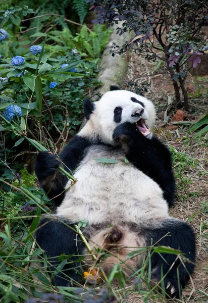 Portrait of giant panda ,Ailuropoda melanoleuca, or Panda Bear. Close up of giant panda lying and eating bamboo surrounded with fresh bamboo. Singapore zoo.