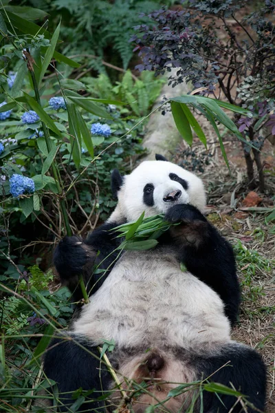 Portret giant panda, kinia Ailuropoda lub Miś Panda. Zbliżenie na giant panda leżącego i jedzenie otoczone świeży bambus bambusa. Singapur zoo. — Zdjęcie stockowe
