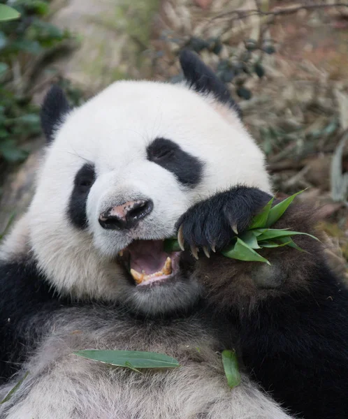Portret van de reuzenpanda, Ailuropoda melanoleuca of Panda Bear. Close up van de reuzenpanda liegen en bamboe omringd met verse bamboe eten. Singapore zoo. — Stockfoto
