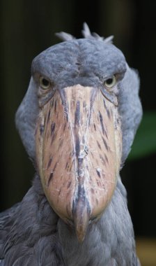 Shoebill, Balaeniceps rex, olarak da bilinen whalehead veya kameraya bakarak ayakkabı gagalı leylek portre.