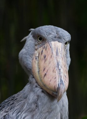 Shoebill, Balaeniceps rex, olarak da bilinen whalehead veya kameraya bakarak ayakkabı gagalı leylek portre.