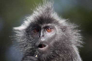 Portre Silvered yaprak maymun Trachypithecus cristatus veya Simli lutung gümüş yaprak maymun. Simli langur Malezya