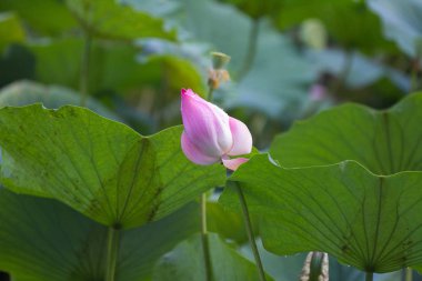 İhale pembe Lotus çiçek ve Lotus çiçek bitki