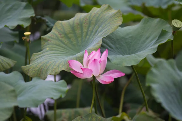 Tender pink Lotus flower and Lotus flower plants — Stock Photo, Image