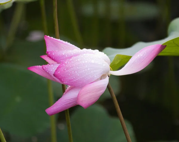 Tendre fleur de lotus rose et des plantes de fleurs de lotus — Photo
