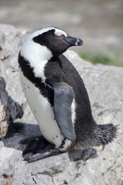 Afrika penguen Spheniscus demersus kayalar Beach yakınındaki Cape Town Güney Afrika güneşte rahatlatıcı