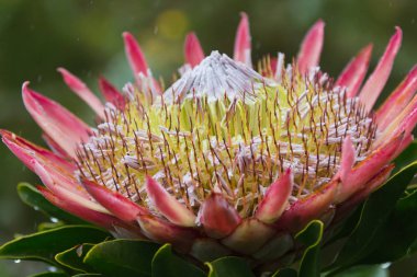 Dev veya Kral Protea, Protea cynaroides gün yağmur içinde Proteaceae ailesinin portre fotoğraf. Güney Afrika, Cape Town