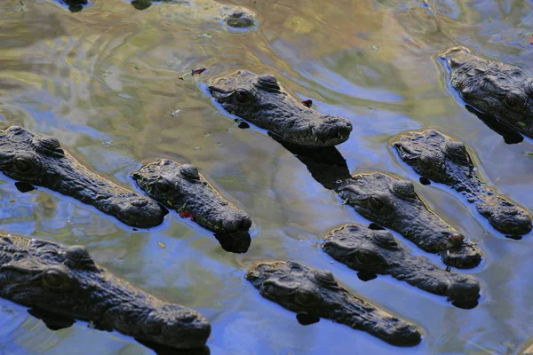 Groep van Nijlkrokodil baby's, Crocodylus niloticus, drijvende en rust. — Stockfoto