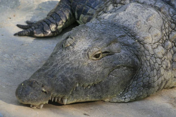 Chiudi ritratto di coccodrillo del Nilo, Crocodylus niloticus, bocca e denti . — Foto Stock