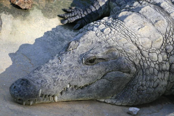 Nílusi krokodil, a Crocodylus niloticus, a száj és a fogak szoros portréja. — Stock Fotó