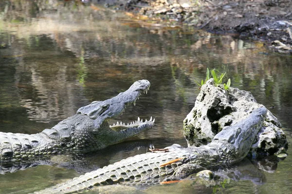 Nílusi krokodil, a Crocodylus niloticus, a száj és a fogak szoros portréja. — Stock Fotó