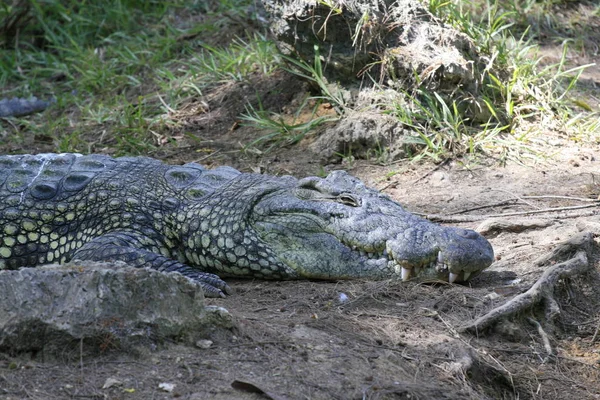 Chiudi ritratto di coccodrillo del Nilo, Crocodylus niloticus, bocca e denti . — Foto Stock