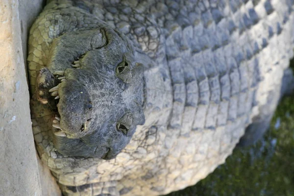 Nauwe portret van de nijlkrokodil Crocodylus niloticus, mond en tanden. — Stockfoto