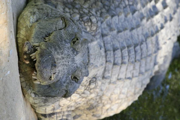 Nílusi krokodil, a Crocodylus niloticus, a száj és a fogak szoros portréja. — Stock Fotó