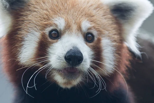 Portrait of red cute panda, Ailurus fulgens. — Stock Photo, Image