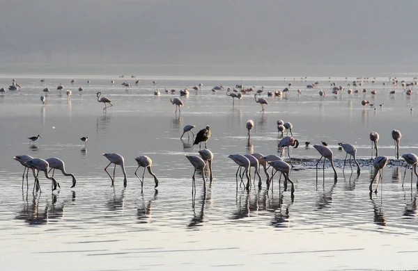 ピンクのフラミンゴを探します軟体動物、湖の水の中の魚の植民地。ケニアのナクル湖。日の出 — ストック写真