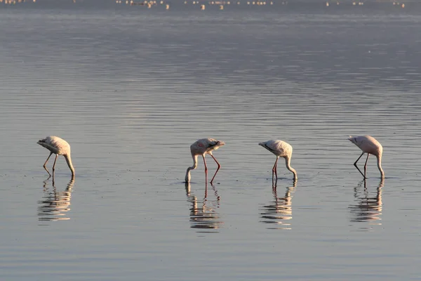 軟体動物、湖の水の中の魚を 4 つのピンクのフラミンゴ検索します。ケニアのナクル湖. — ストック写真