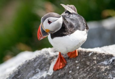 Portre ortak Puffin, Atlantik martı, bilimsel adı: cliff üzerinde oturan Fratercula arctica.