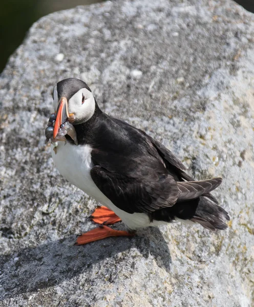 Puffin, atlantic puffin, Scientific name: Fratercula arctica with a beak full of sand eels. Norway.