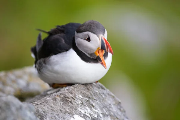 Portrait Puffin, atlantic puffin, Scientific name: Fratercula arctica sitting on the cliff.