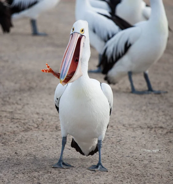 Pélican australien Pelecanus conspicillatus avec poisson et queue de poisson dans son gros bec . — Photo