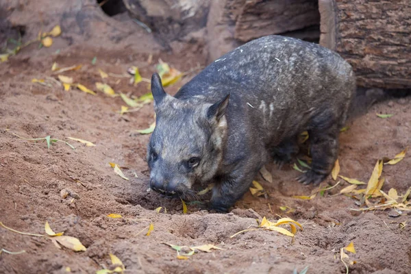 Gorgeous Burly Southern Hairy-Nosed Wombat entierra la arena en rodeado de hojas amarillas . — Foto de Stock