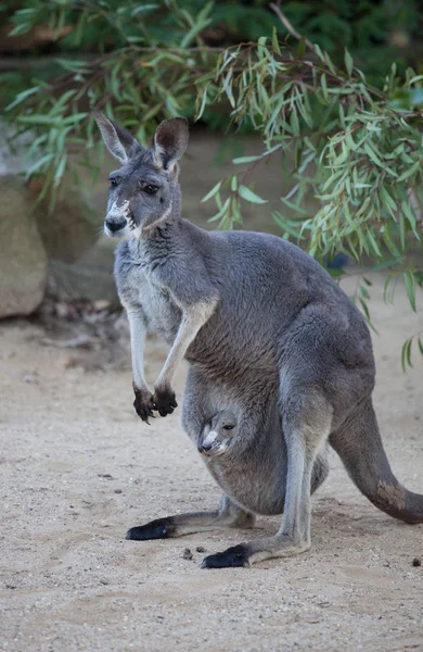 Portret famale kangoeroe close-up met schattige joey verbergen in het zakje. Australië. — Stockfoto