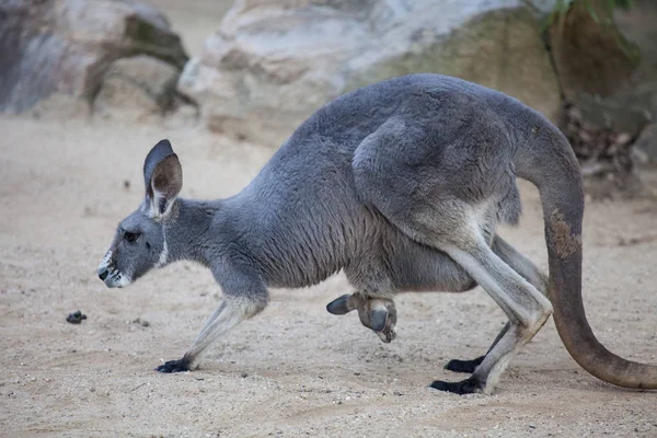 Közelről portré famale kenguru, aranyos joey leplezés belső rész a tasakot. Ausztrália. — Stock Fotó