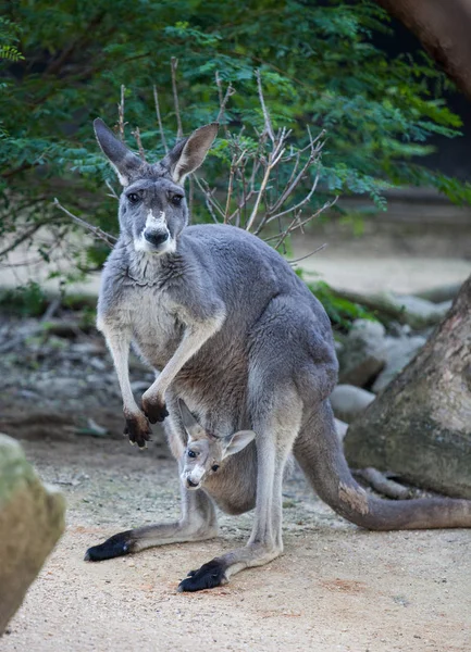 Kese içinde gizleme şirin joey ile portre famale kanguru kadar yakın. Avustralya. — Stok fotoğraf