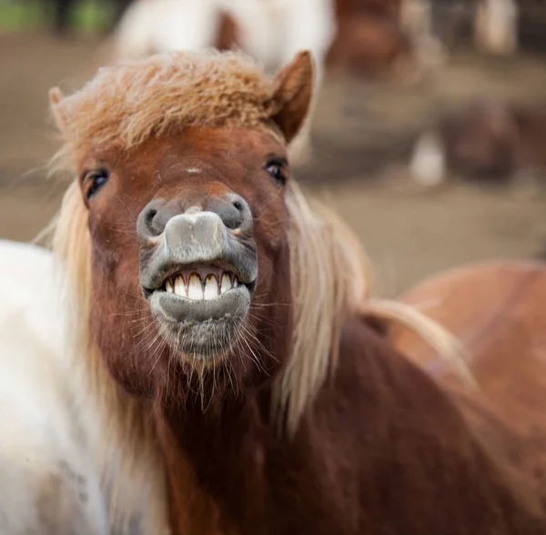재미 있는 아이슬란드 말 웃 고 큰 이빨과 웃음 — 스톡 사진