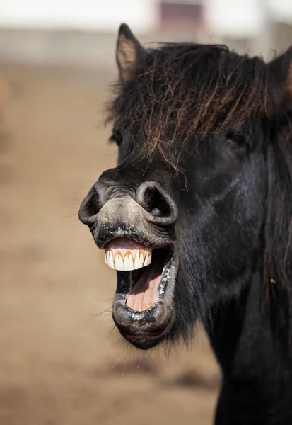 Смешная икеландская лошадь улыбается и смеется с большими зубами — стоковое фото