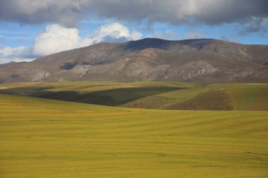 Sari alan ve tepelerde bir çayır doğal yaz arka plan.