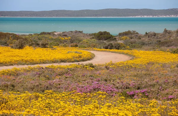 Road among yellow and lilac flowers in a meadow natural summer background. The turquoise lake on a background. — Stock Photo, Image