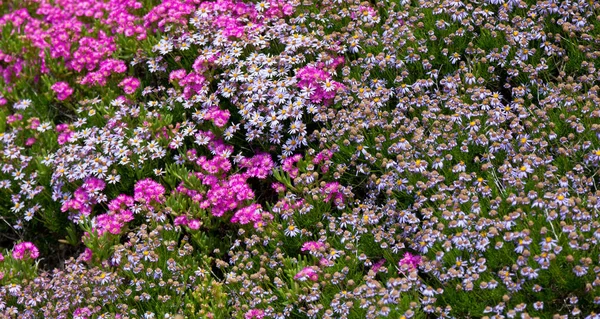 Lilac and bright pink wild flowers in a meadow natural summer background, blurred image, selective focus. — Stock Photo, Image