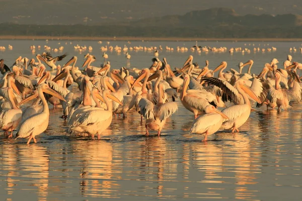 ペリカン ペリカン、ナクル湖上のグループです。日の出の朝。ケニア。アフリカ — ストック写真