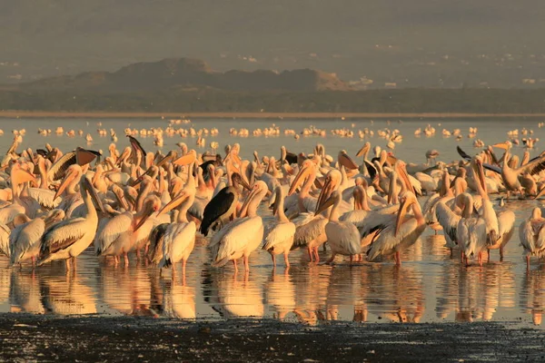 ペリカン ペリカン、ナクル湖上のグループです。日の出の朝。ケニア。アフリカ — ストック写真