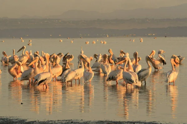 Group of pelicans ,Pelecanus, on the lake Nakuru. Sunrise morning. Kenya. Africa — Stock Photo, Image