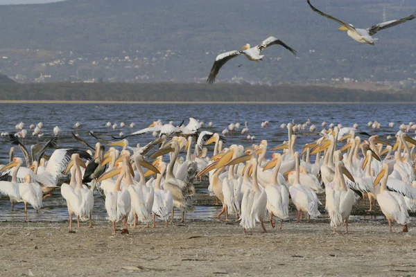 Group of pelicans ,Pelecanus, on the lake Nakuru. Sunrise morning. Kenya. Africa