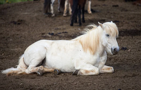 Portrait of white Icelandic horse with a fringe and a mane of blond color lying on the ground. — Stock Photo, Image