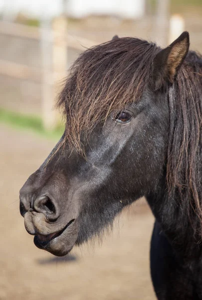 Portrait of cute black bay Icelandic horse with a fringe and a mane of black color. — Stock Photo, Image