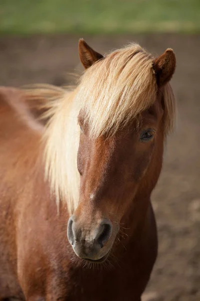 Portrait of cute red sorrel Icelandic horse with a fringe and a mane of blond color. — Stock Photo, Image