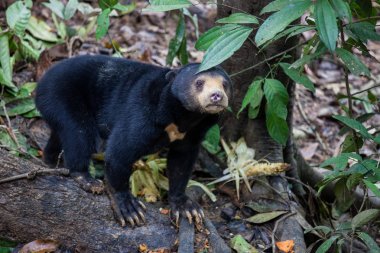 Sun bear, Helarctos malayanus, the smallest bear in the world, the sun bear native to the rainforests of South east Asia, a very talented tree climber. Borneo. Malaysia. clipart