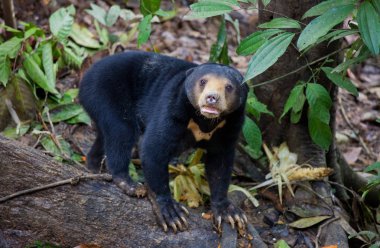Sun bear, Helarctos malayanus, the smallest bear in the world, the sun bear native to the rainforests of South east Asia, a very talented tree climber. Borneo. Malaysia. clipart